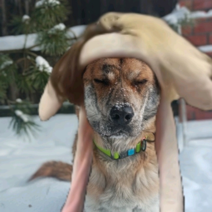 doggy_willi