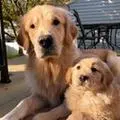 themgoldenboys_