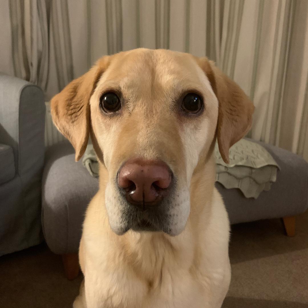Bella the Labrador bellathelabrador0 TikTok Analytics Profile