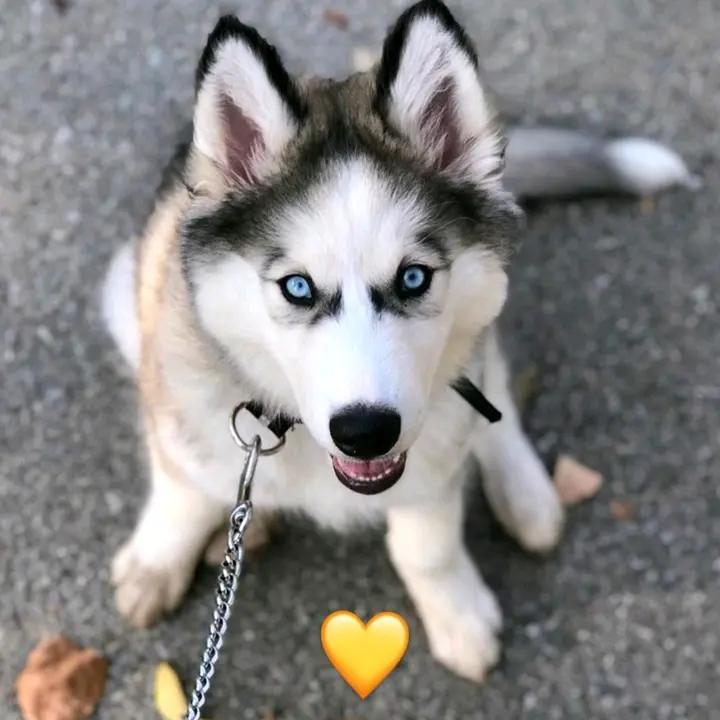 nube.husky
