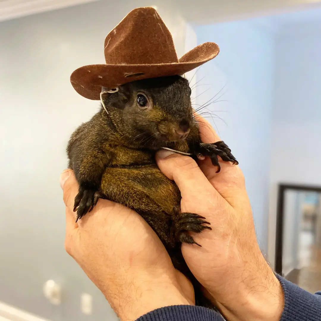 Peanut_The_Squirrel12 - @peanut_the_squirrel12 TikTok Analytics