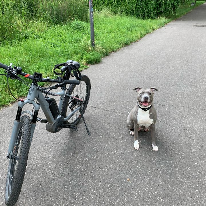 pitbulldaddy44
