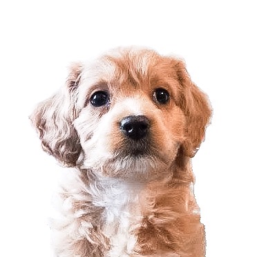 Luna 🐾 lunatheminicockapoo