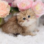 sweetheartkittens sweetheartkittens