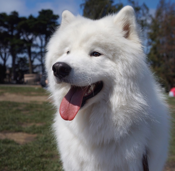 Enzo the Samoyed fluffyface_enzo