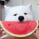 mayapolarbear mayapolarbear