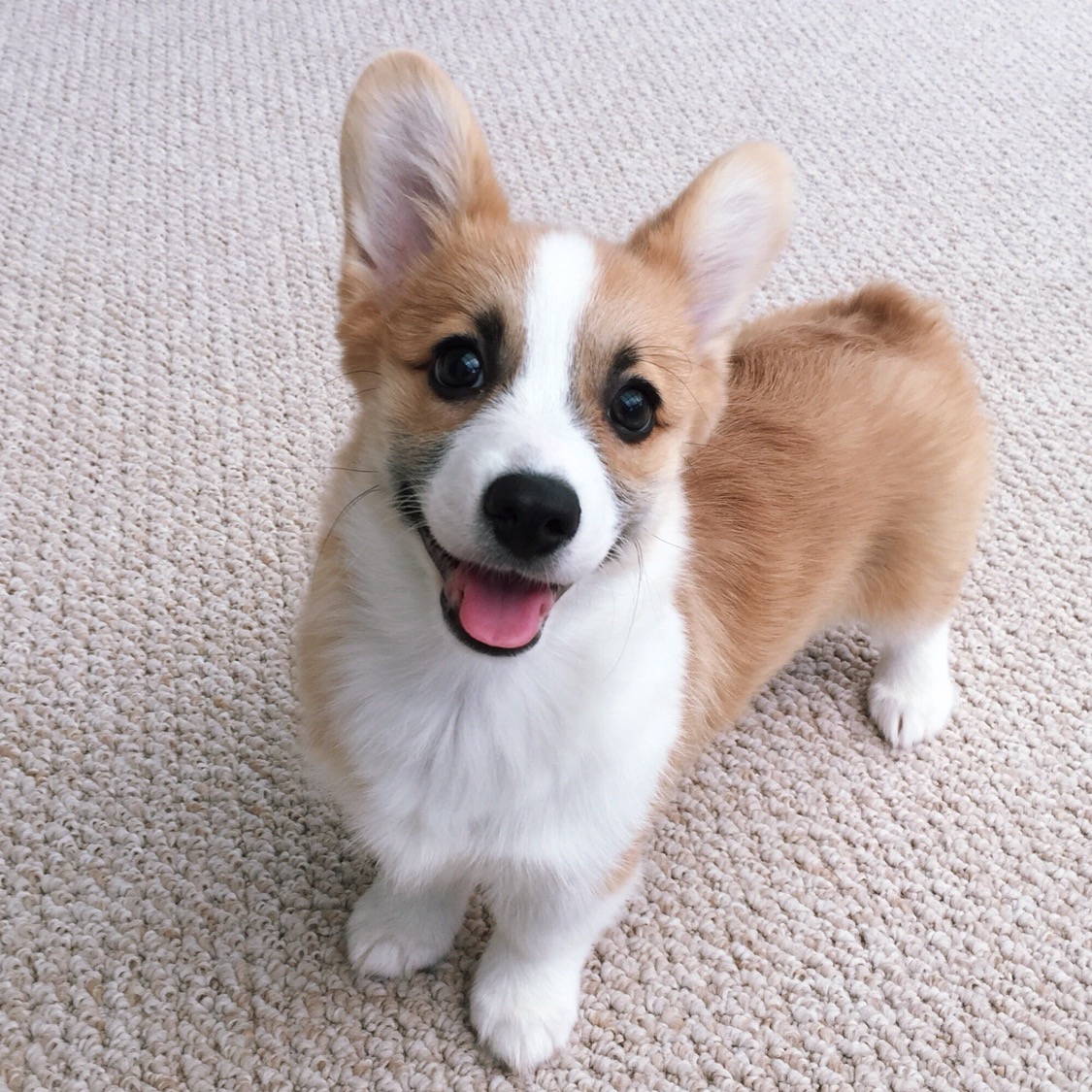Tofu the Corgi tofu_corgi