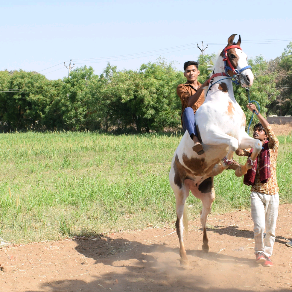 zala dev  royalrajput1502