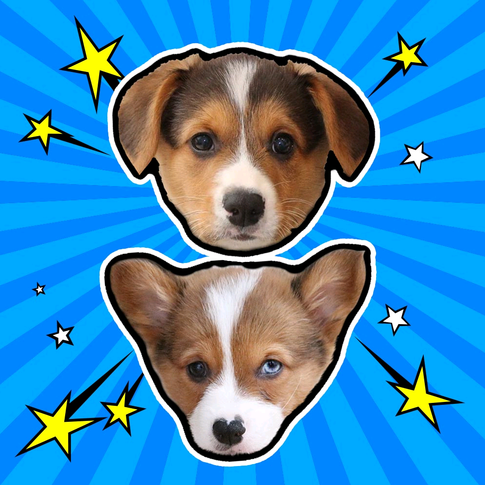 Doby & Blue - Corgis dobyandblue