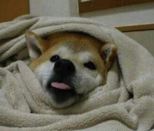 Cosas de animales animalitoshaciendocosas