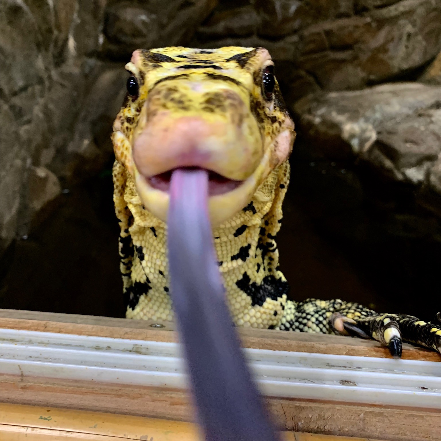 The Reptile Zoo thereptilezoo