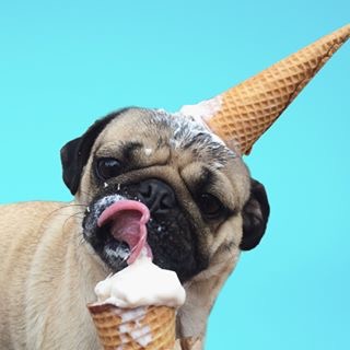 Doug The Pug dougthepug