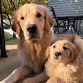 themgoldenboys themgoldenboys_