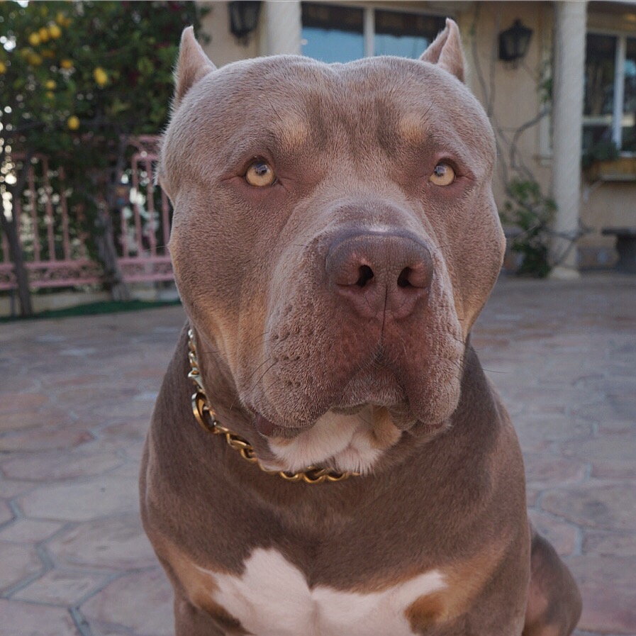 ClydeTheBully clydethebully_
