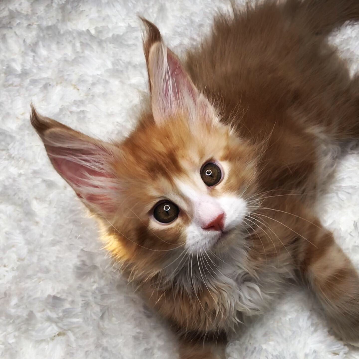 Мейнкуны mainecoons69
