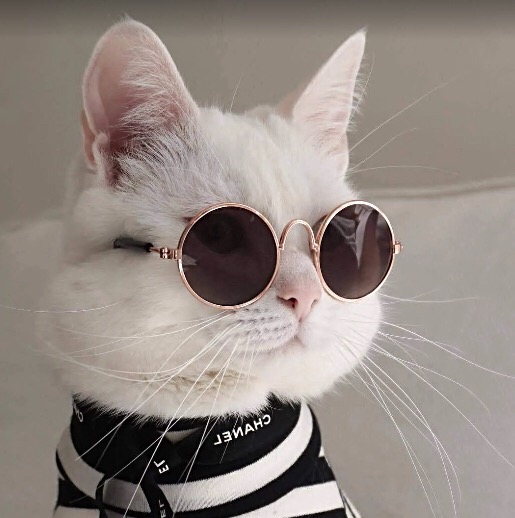 Cats | Kitties | Fun literallyjustcats