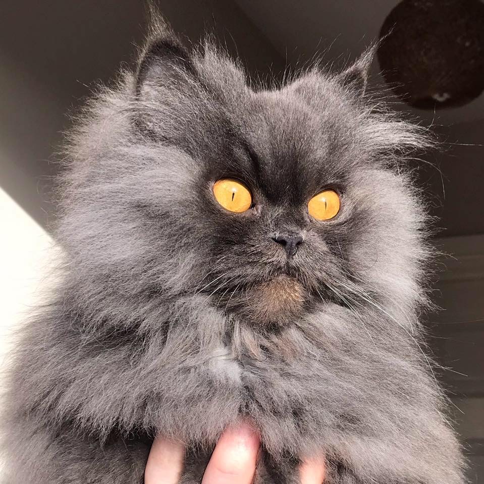 Bobbie the Persian thatcatbobbie
