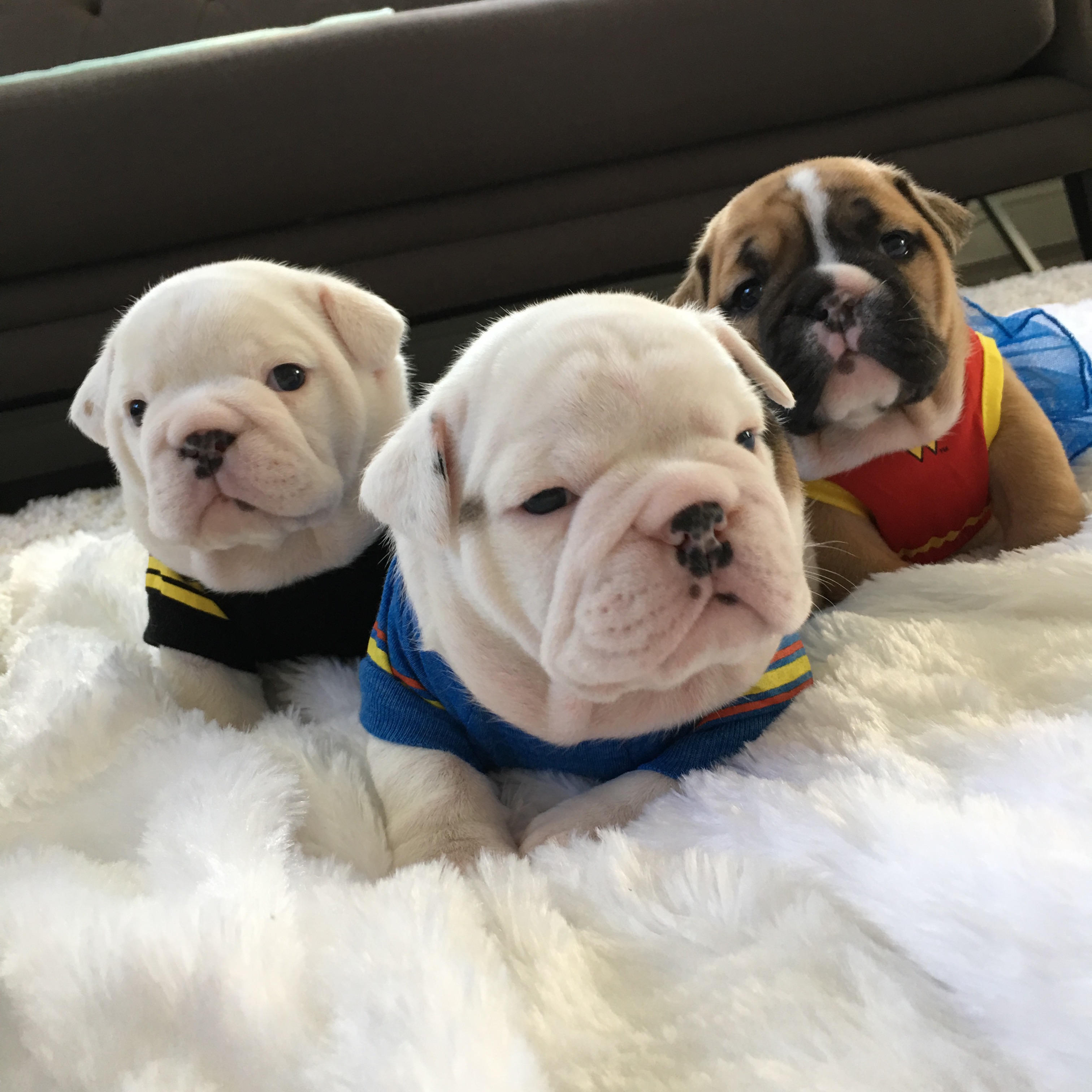gonzalezempirebullie geb_carla1