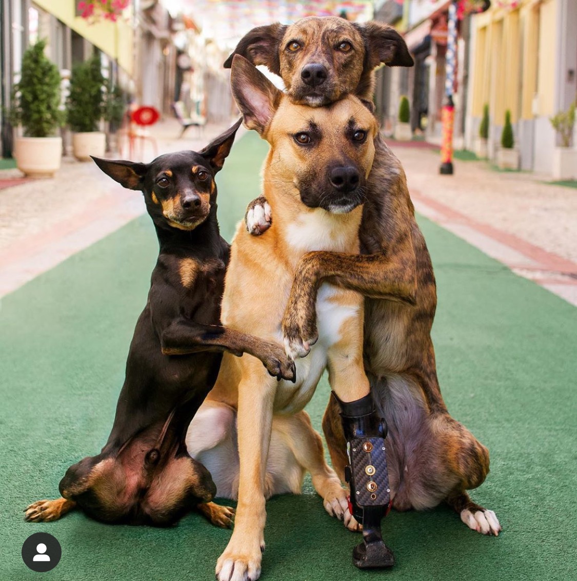 mother of dogs verpinscht