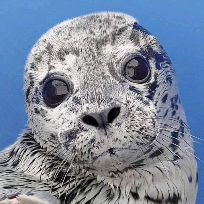 Marine Mammal Rescue marinemammalrescue