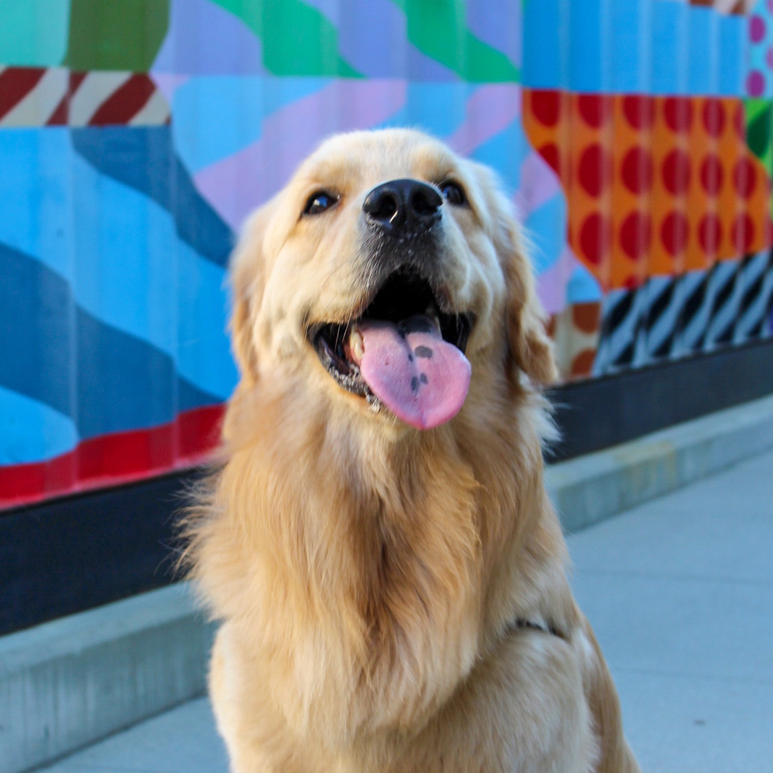 dougthedawg doug.the.dawg