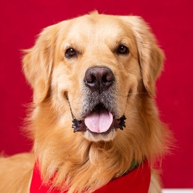 Golden Frederico golden_frederico