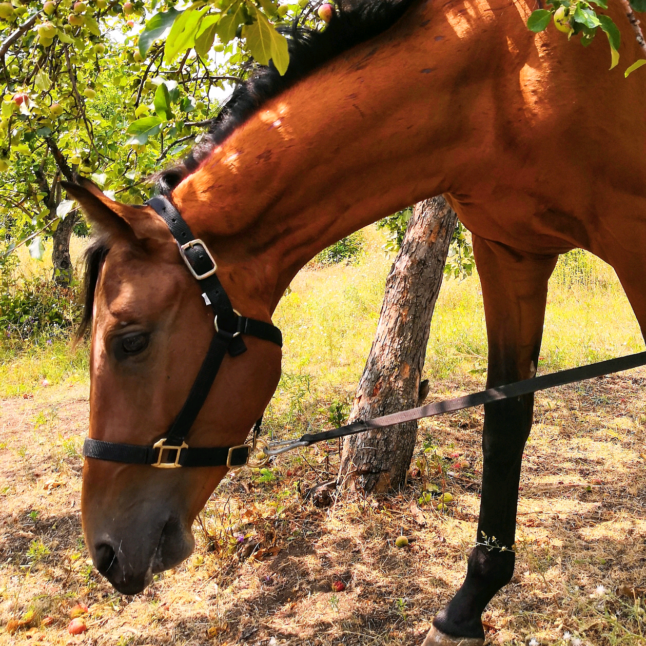 Nvch_horse nvch_horse