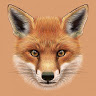 Fox fox5171