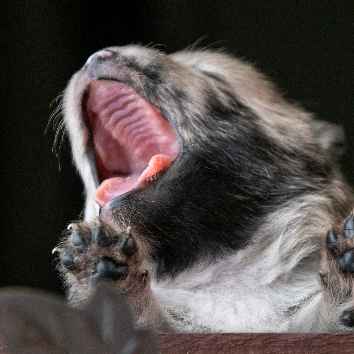 Pomsky the_howling