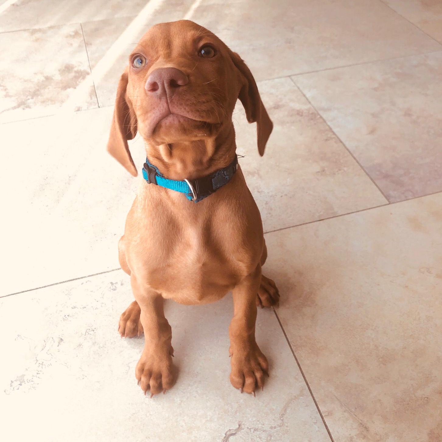 Pablo vizsla pablovizsla