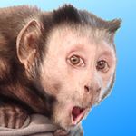 themonkeyboo monkeyboo