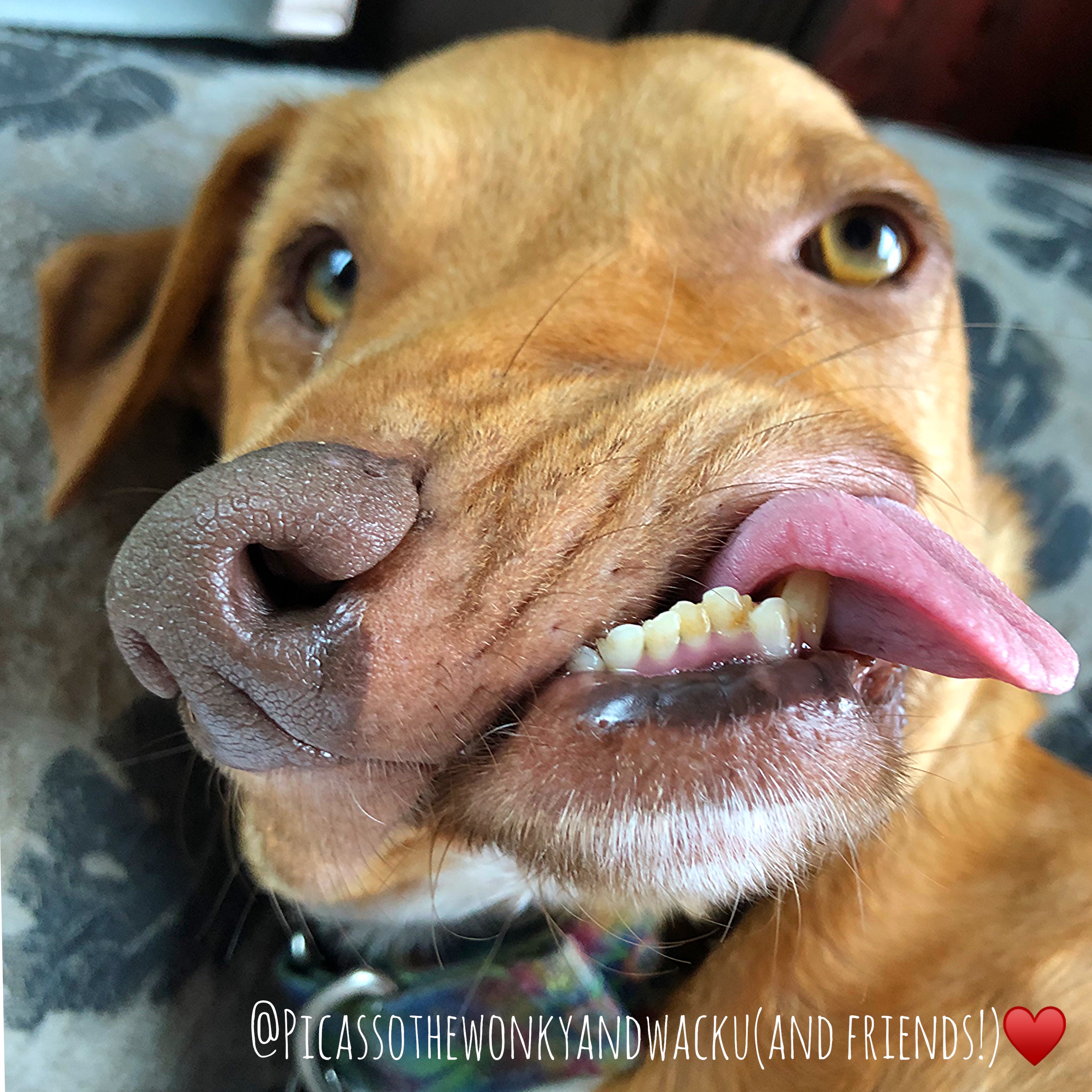 PicassoAndNewtTheNoseless picassoandnewt