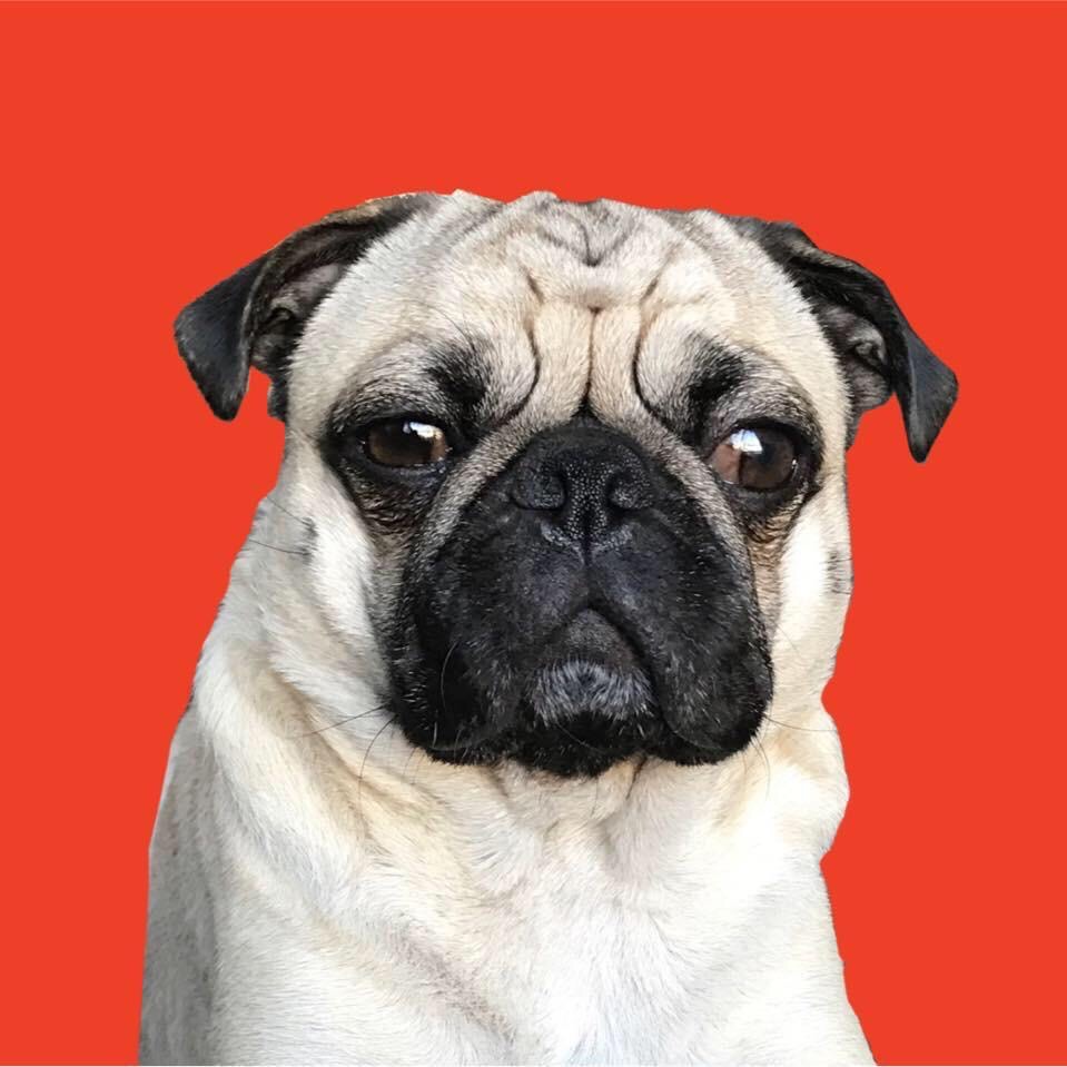 Shaq The Pug shaqthepug