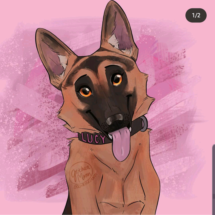 Lucy the GSD  lucylanethegsd