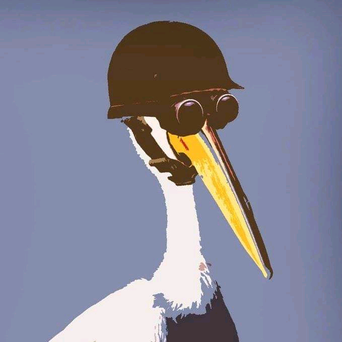 ModestPelican modestpelican