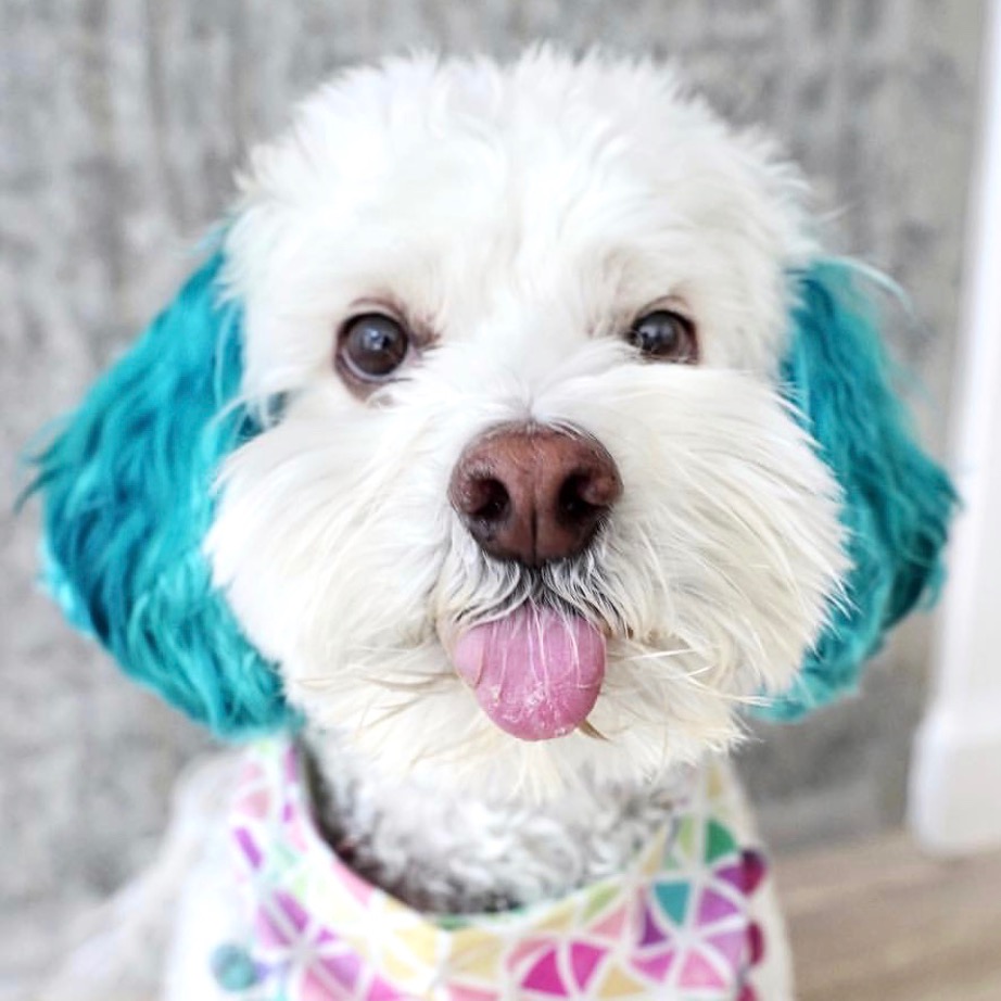 Sushi the Dog sushisaid