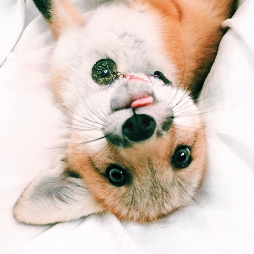 Juniperfoxx juniperfoxx