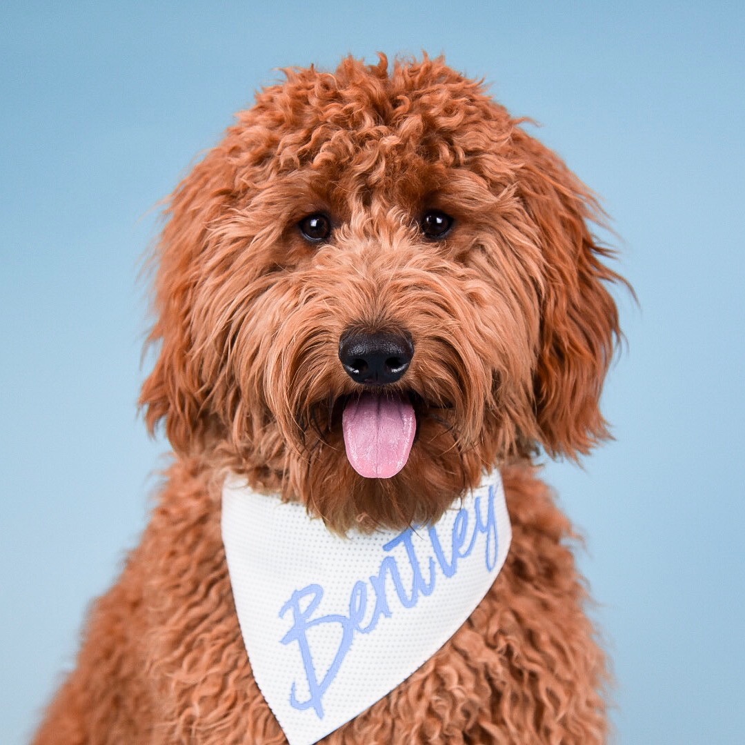 minidoodlebentley minidoodlebentley
