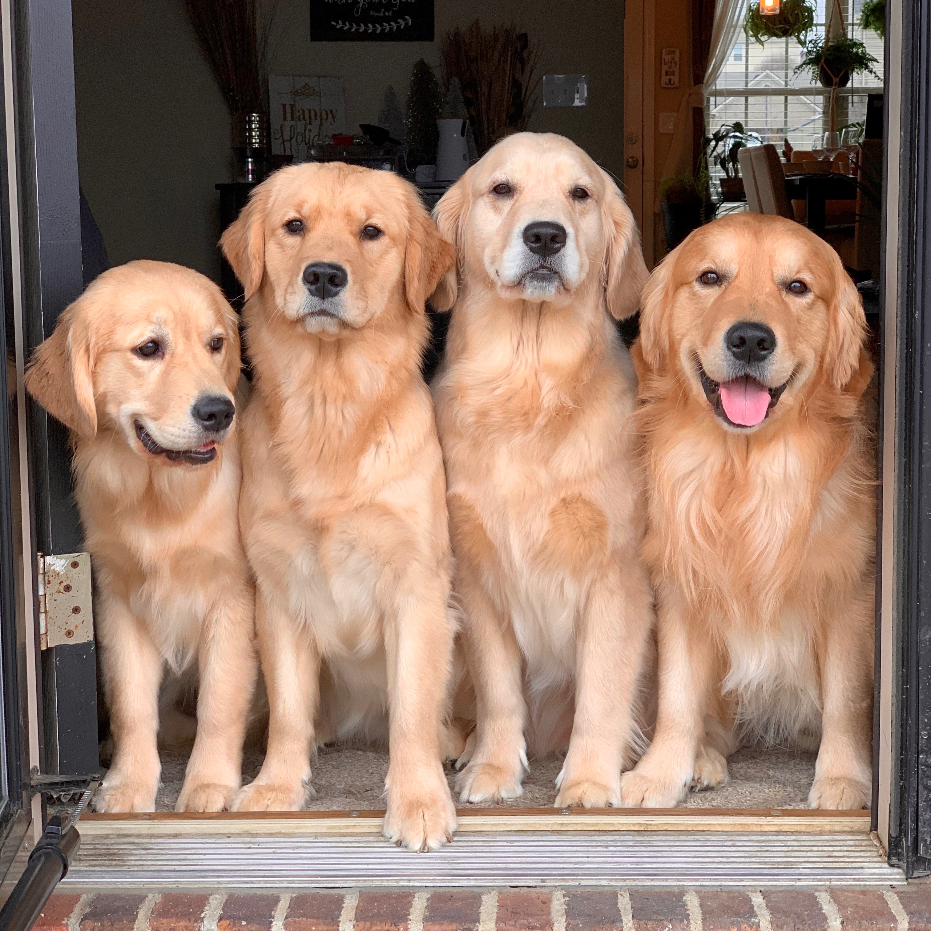 Waterfront Goldens goldenretrieverdad