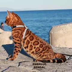 Embrujo Bengal 🐯 embrujobengal