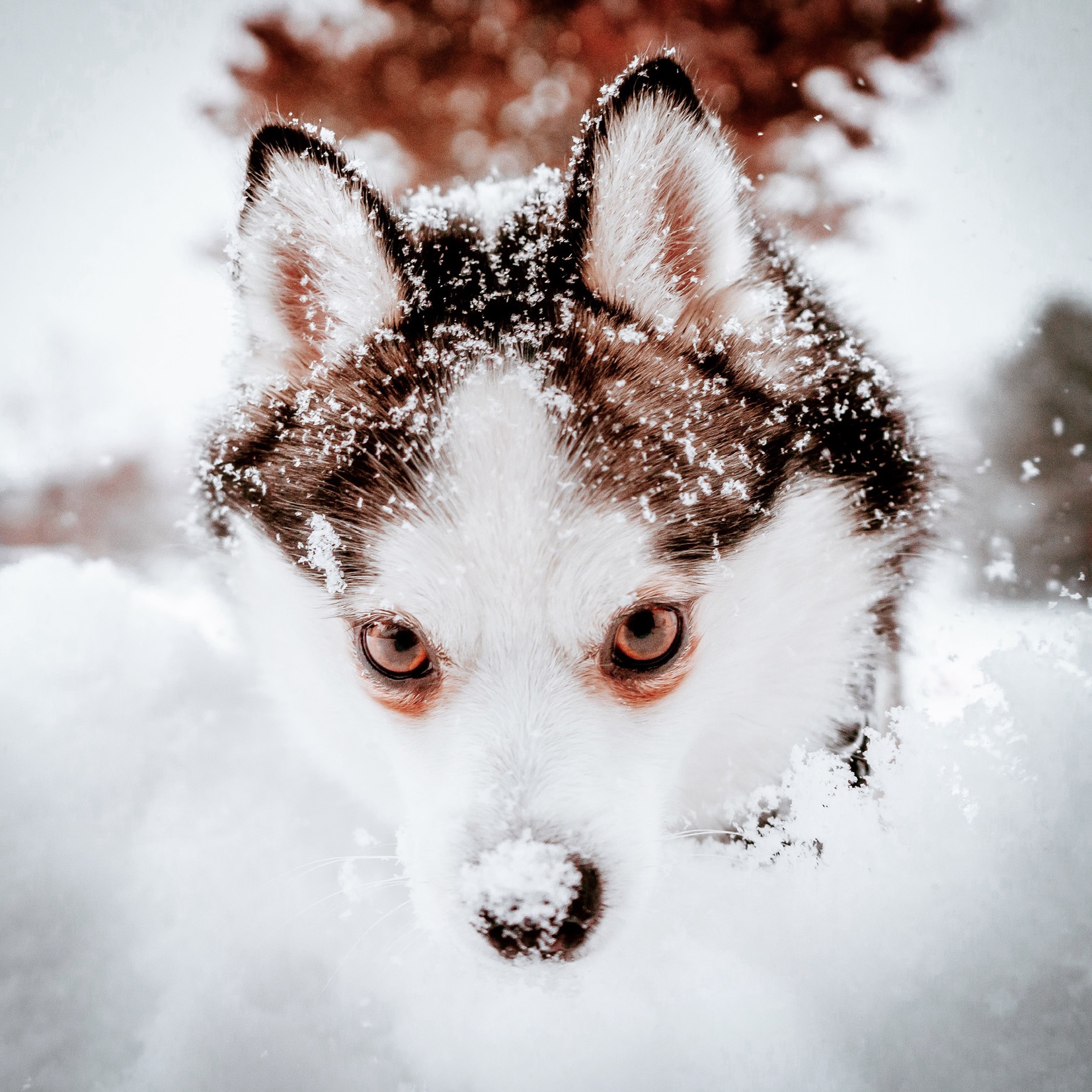 Winter Pomsky winterpomsky