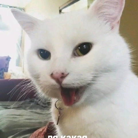 Vishnya devoskishort videoa