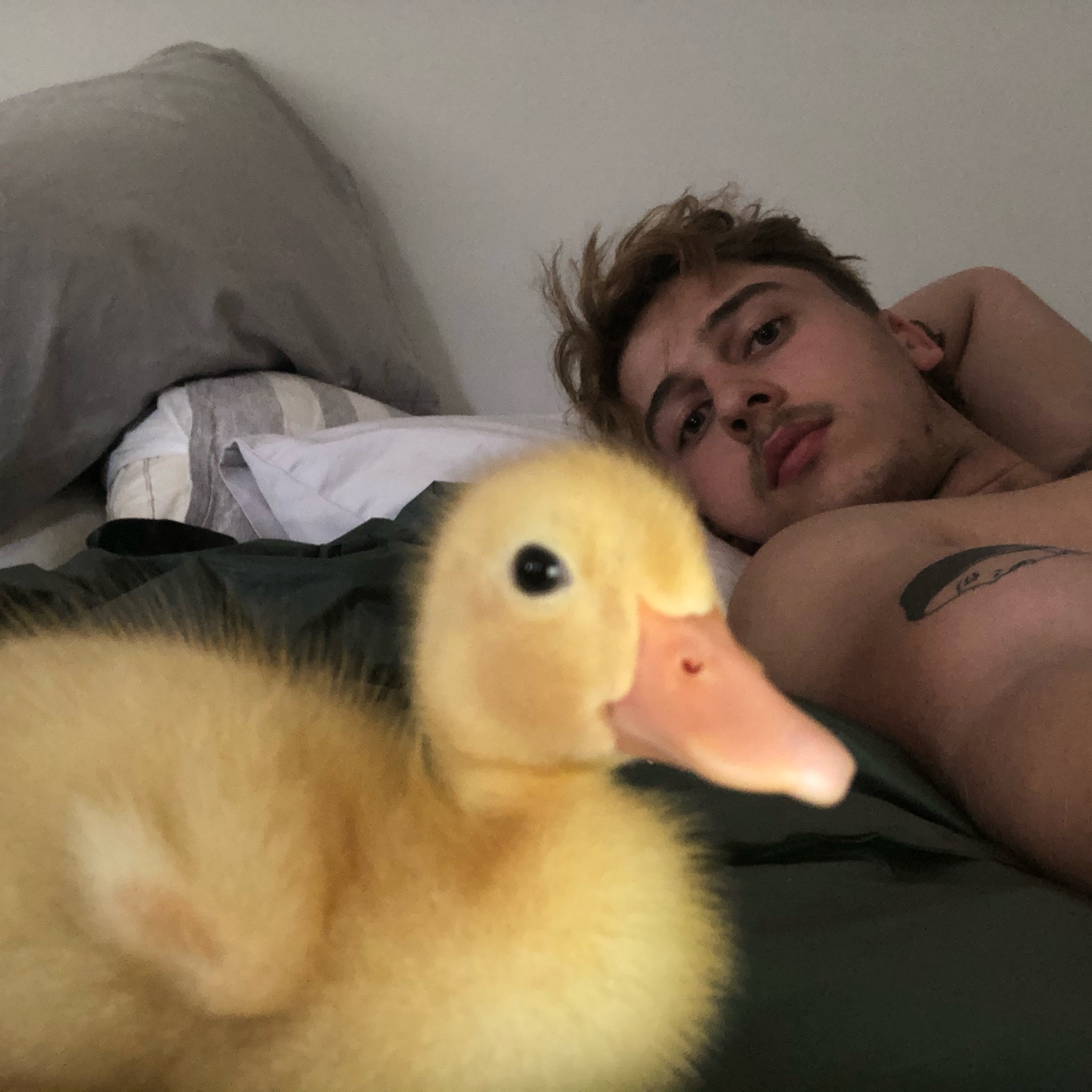 Quack Efron quackefron