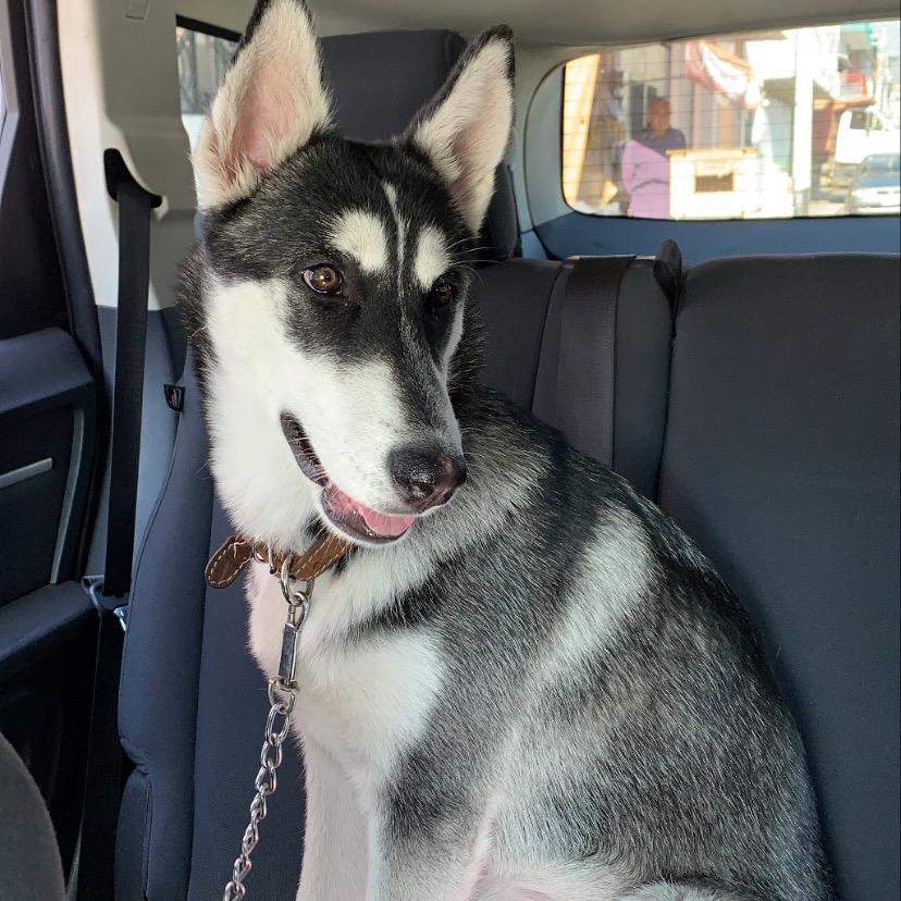Kiara kiaralahusky