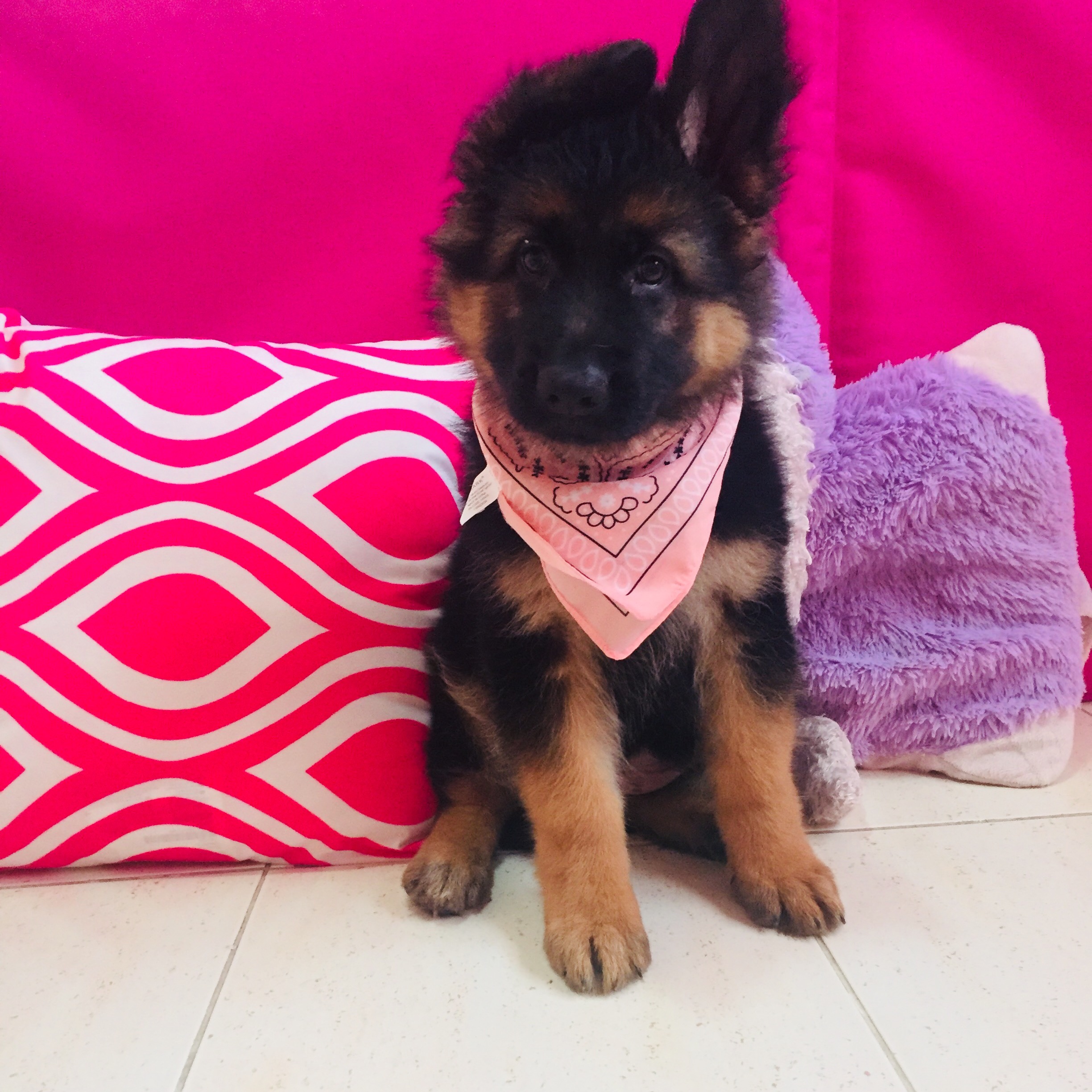 💖Storm👑 _storm_the_kingshepherd_