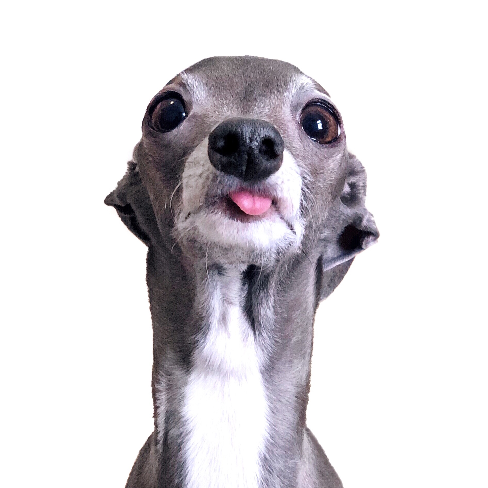tikatheiggy tikatheiggy