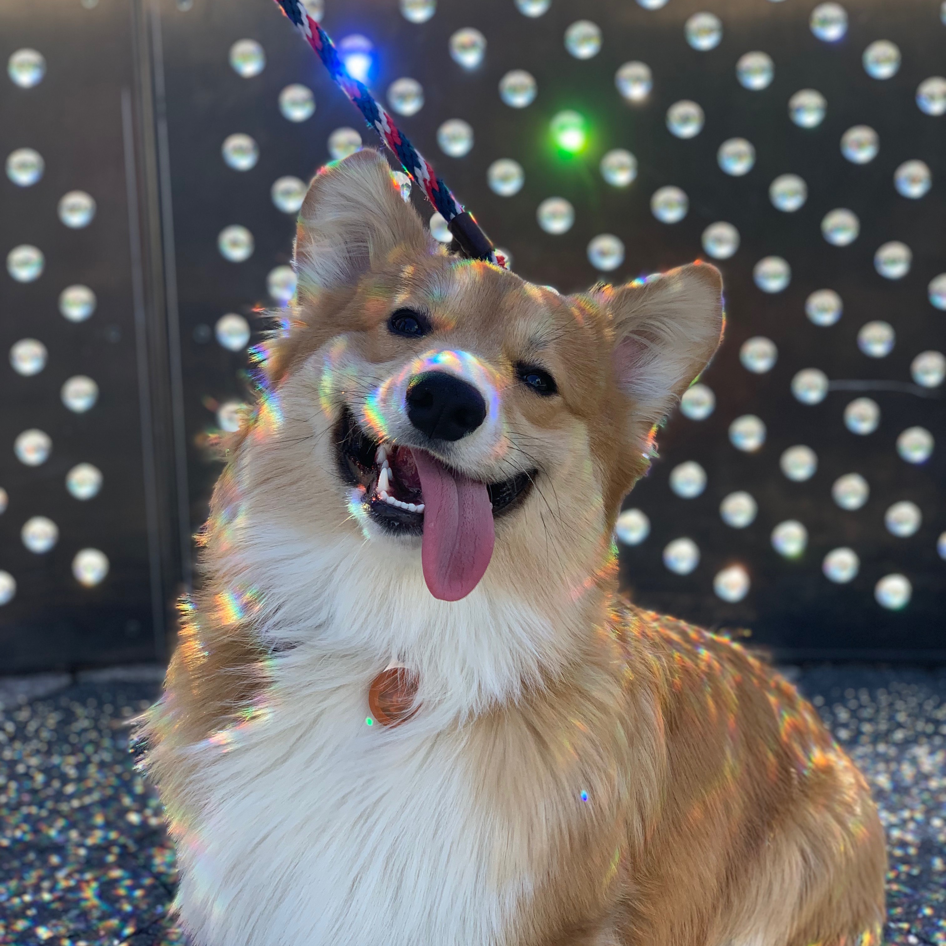 KingHenryTheFluff kinghenrythefluff