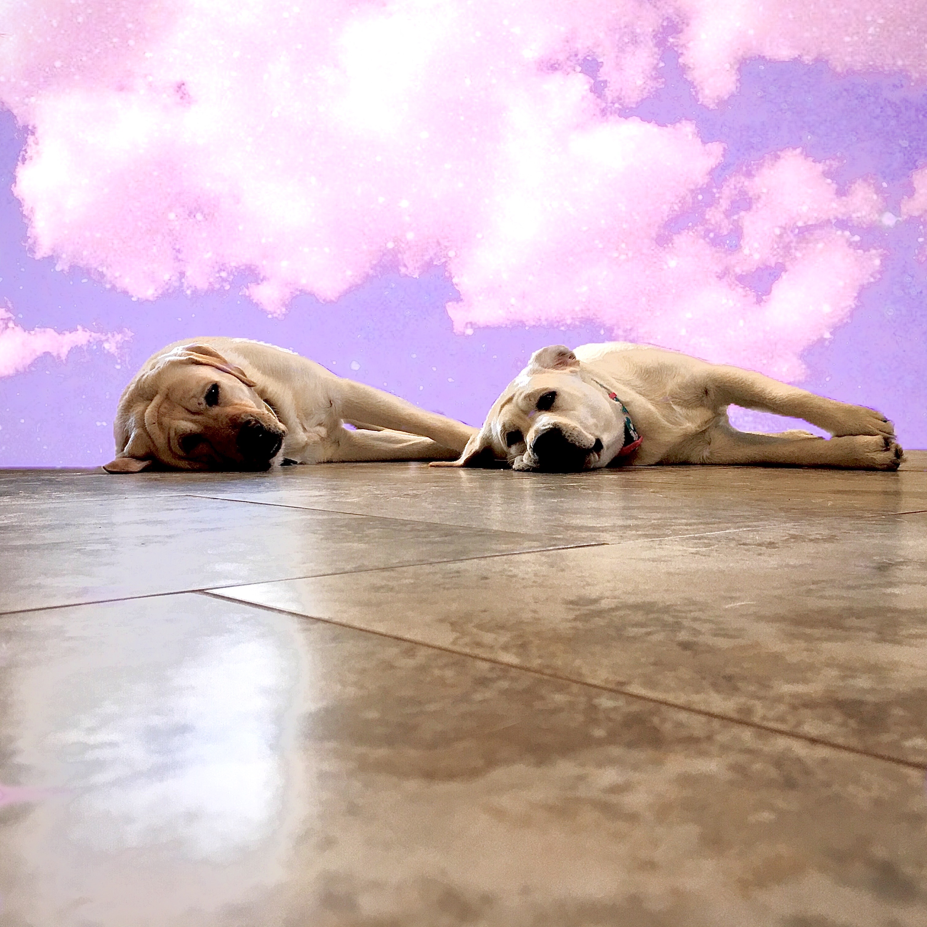 Dogys123 dogylife123