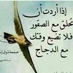 صقر العرب alyemeni0501800566