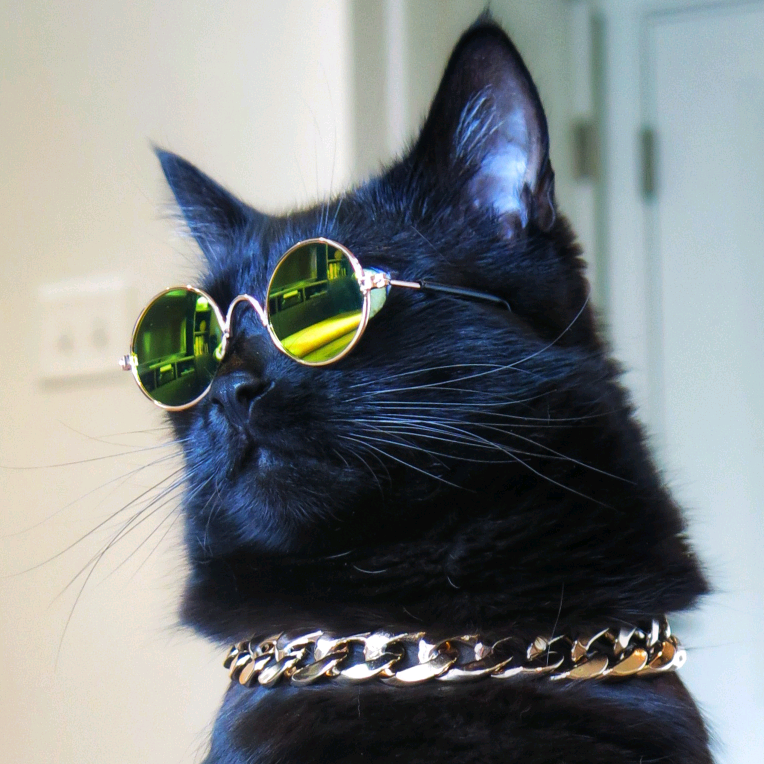 Rover The Cat rover_thecat